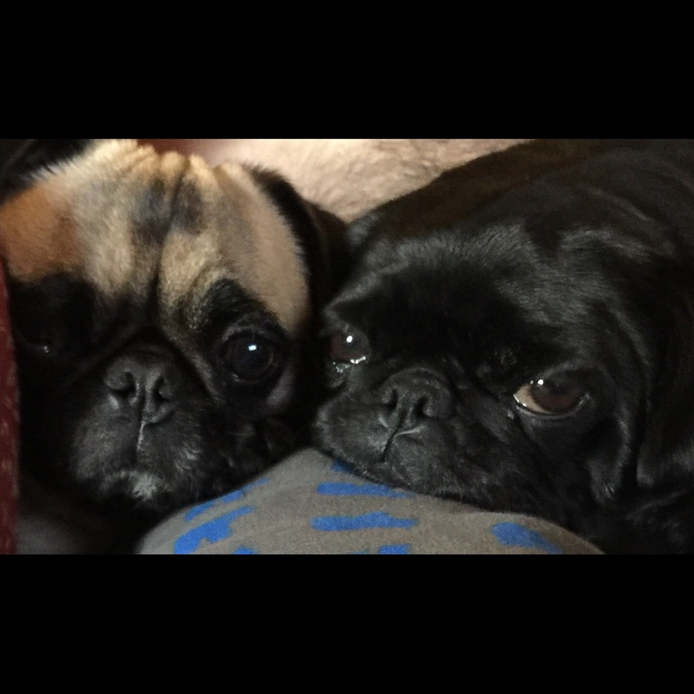 Meet your Posher, Laurie